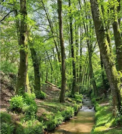 foret-de-tizeghben-ghabh-tyzghban-skikda-i1