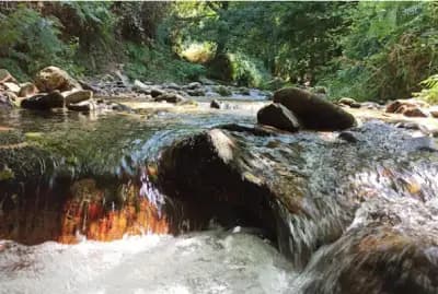 foret-de-tizeghben-ghabh-tyzghban-skikda-i2