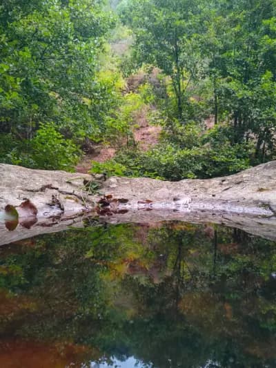 foret-du-djebel-sidi-ahmed-zeggai-saida-i0