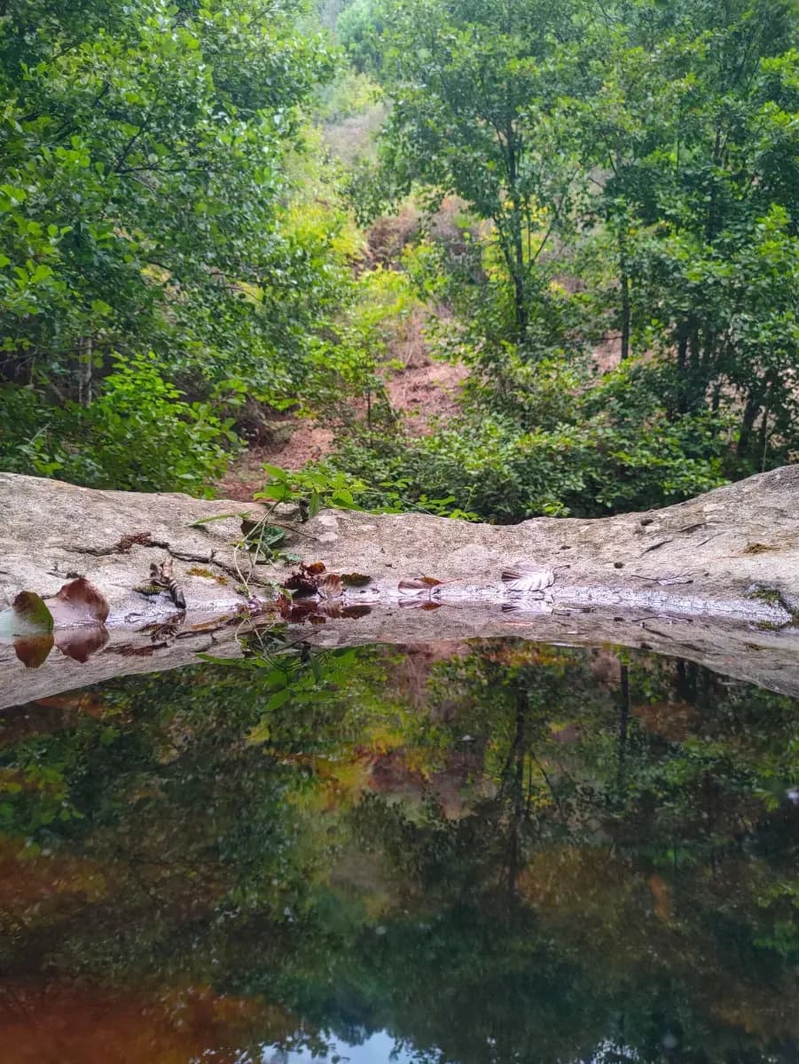 Forêt du Djebel Sidi Ahmed Zeggaï
