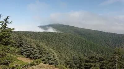 foret-du-djebel-sidi-ahmed-zeggai-saida-i1