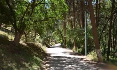 foret-du-djebel-sidi-ahmed-zeggai-saida-i2