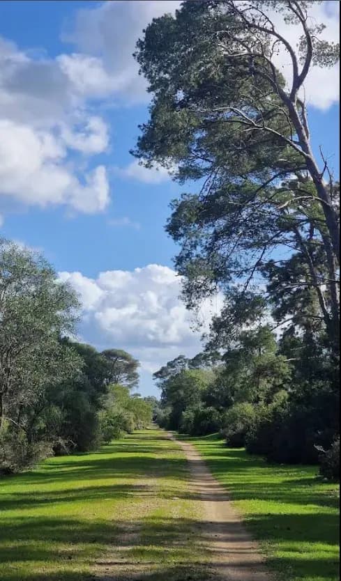 Forêt Dar Chichou, poumon vert de Saïda