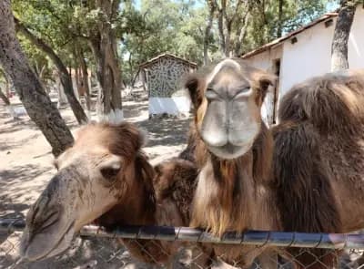 parc-zoologique-de-jijel-jijel-i0