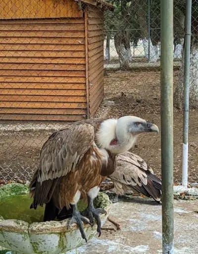 parc-zoologique-de-jijel-jijel-i3