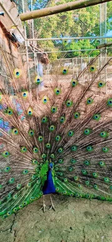 parc-zoologique-de-jijel-jijel-i6