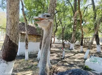 parc-zoologique-de-jijel-jijel-i7