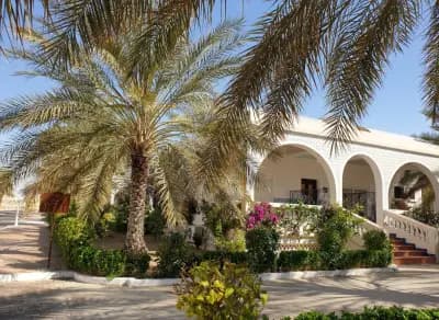 la-gazelle-dor-or-el-oued-el-oued-i7