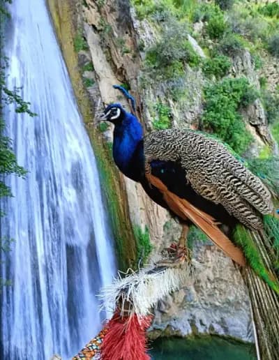 cascades-de-kefrida-bejaia-i0
