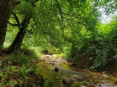ain-zarga-source-naturelle-de-saida-saida-i0