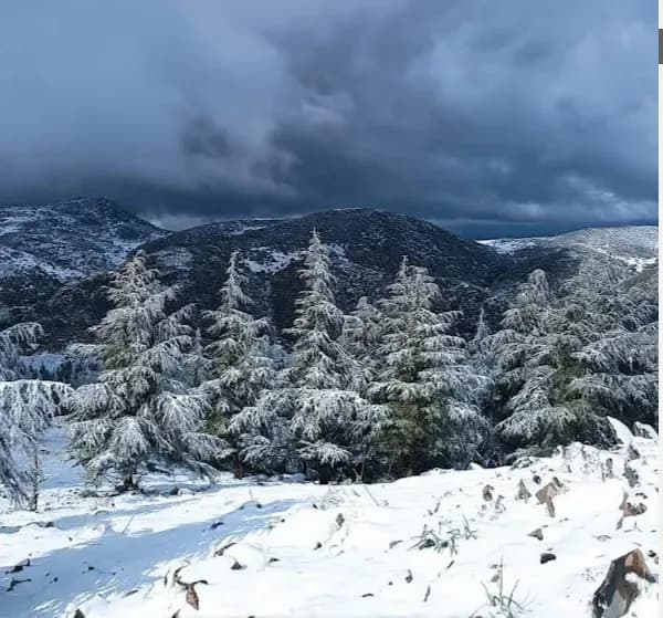 overview image
