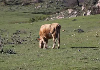mont-zaccar-ain-defla-i6