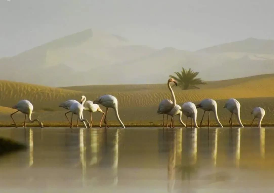 Lac oum El raneb | Ouargla