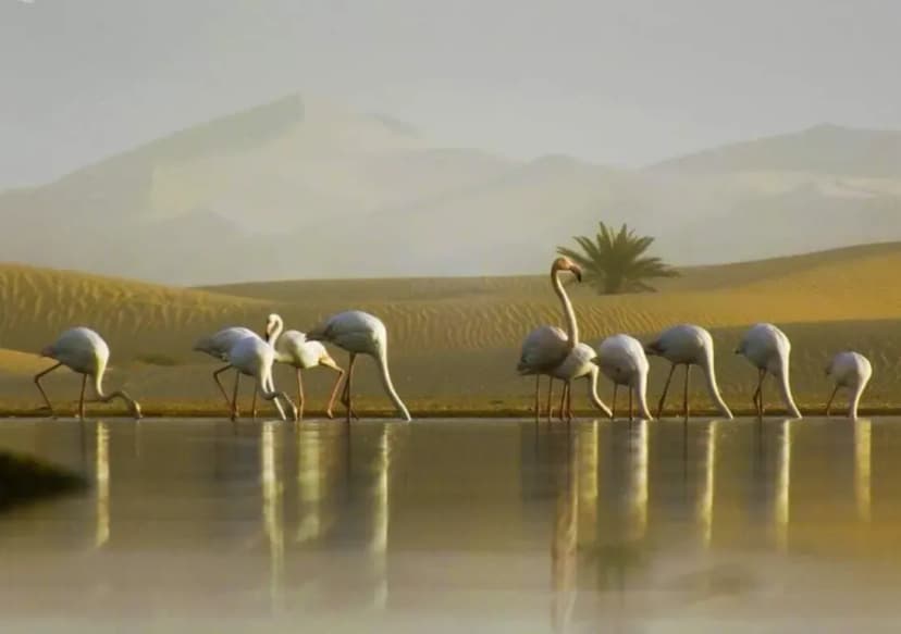 Lac oum El raneb | Ouargla
