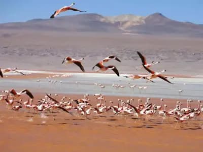 lac-oum-el-raneb-or-ouargla-ouargla-i2