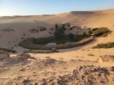 oasis-ain-tiba-or-ouargla-ouargla-i1