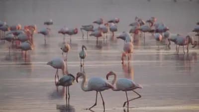 lac-de-telamine-oran-i5