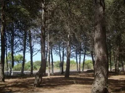 la-foret-de-madagh-oran-i0