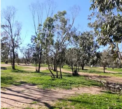 la-foret-de-madagh-oran-i1