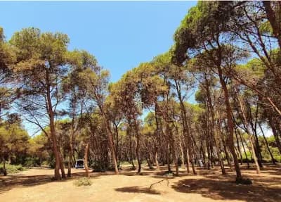 la-foret-de-madagh-oran-i2