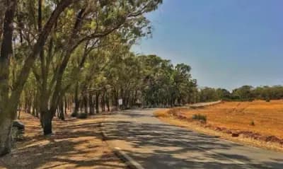la-foret-de-madagh-oran-i3