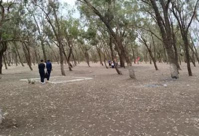 la-foret-de-madagh-oran-i4