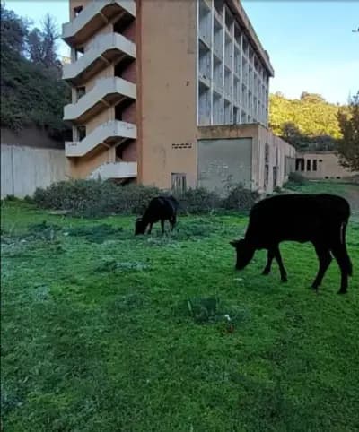 hopital-abandonne-or-ain-defla-ain-defla-i2