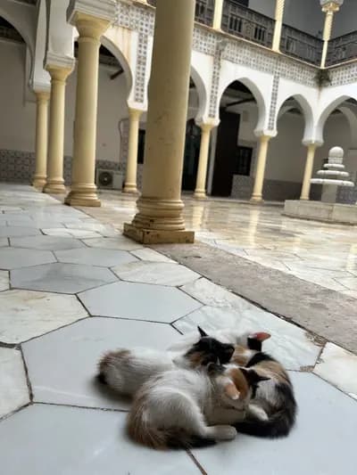visite-casbah-alger-i7-685c7f31