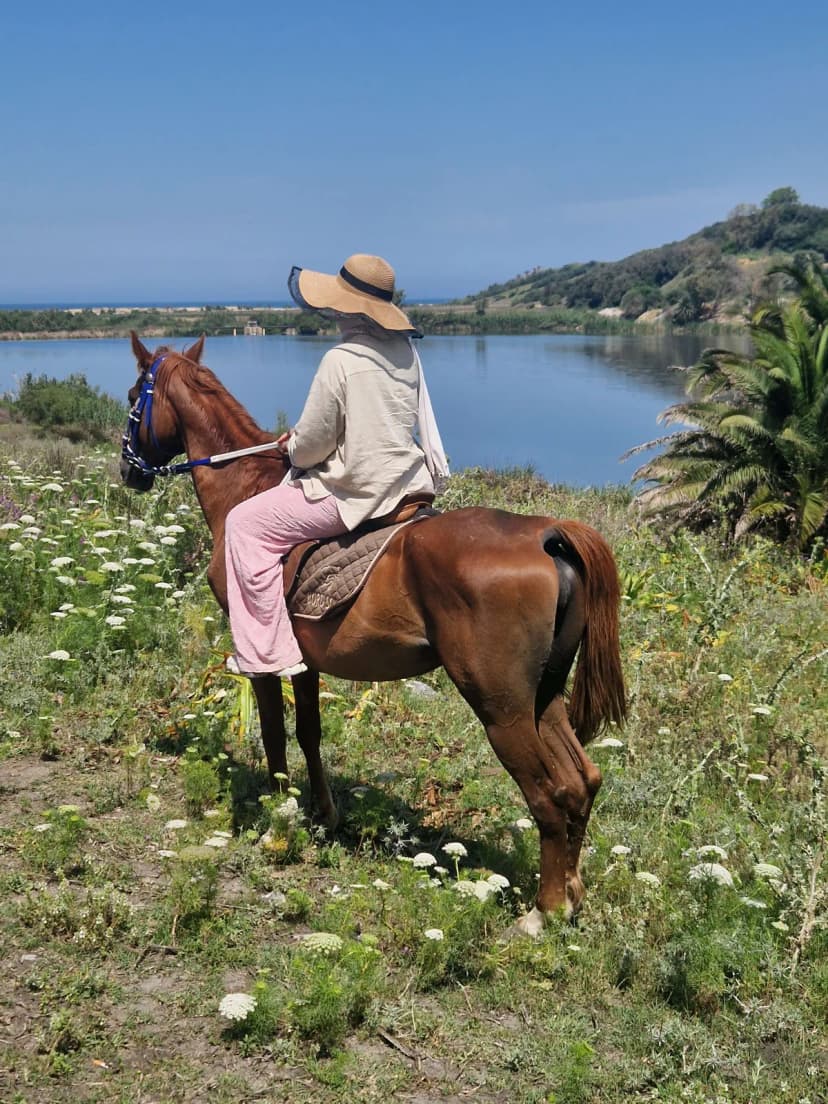 Balade à cheval Ain taya Balade à cheval Ain taya
