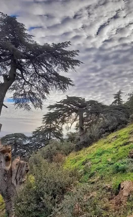 Parc Régional d’Aïn Antar, nature d’Algérie Parc Régional d’Aïn Antar, nature d’Algérie