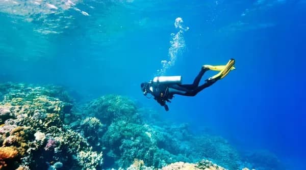 Plongée Sous-Marine à Aïn Témouchent | Para Dive Plongée Sous-Marine à Aïn Témouchent | Para Dive